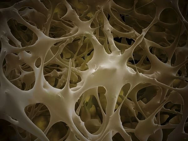 Microscopic view of bone fibre