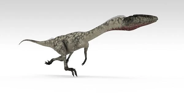 Monolophosaurus dinosaur, white background