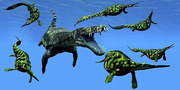A Nothosaurus marine reptile attacks a pod of Hupehsuchus dinosaurs