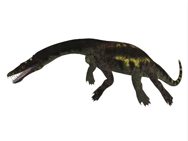 Nothosaurus reptile, side view
