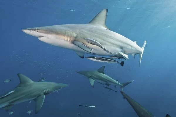 Oceanic blacktip sharks with remora in the waters of Aliwal Shoal, South Africa