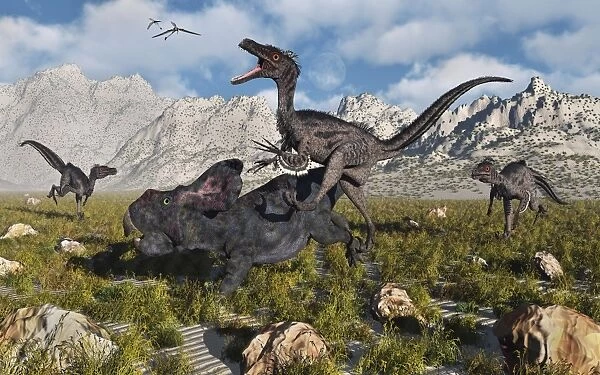 A pack of Velociraptors attack a lone Protoceratops