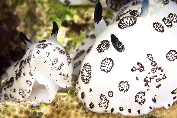 A pair of nudibranch, Papua New Guinea