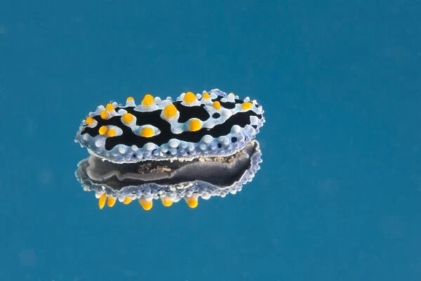 Phyllidia coelestis nudibranch on blue background