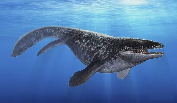 A Prognathodon saturator swimming in prehistoric waters