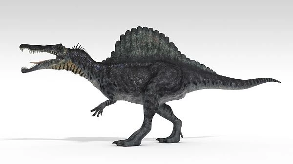 Spinosaurus dinosaur, white background