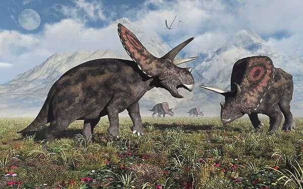 Torosaurus dinosaurs during Earths Cretaceous period