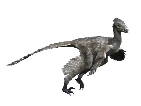 Troodon dinosaur