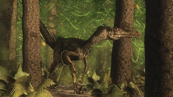 Velociraptor dinosaur stands alert in an Araucaria tree forest