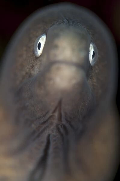 Front view of a white-eyed moray eel