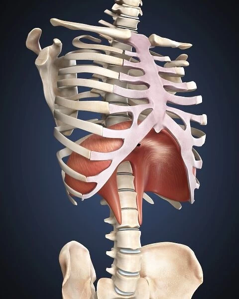 Visualization of human diaphragm