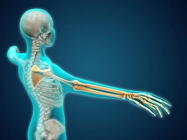 X-ray view of human body showing skeletal bones in the arm and hand