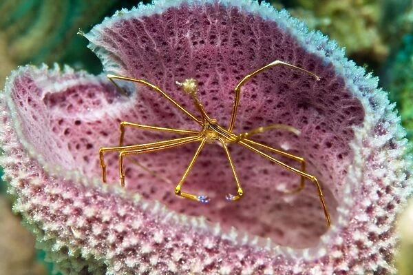 A yellowline arrow crab in a blue vase sponge in Caribbean waters
