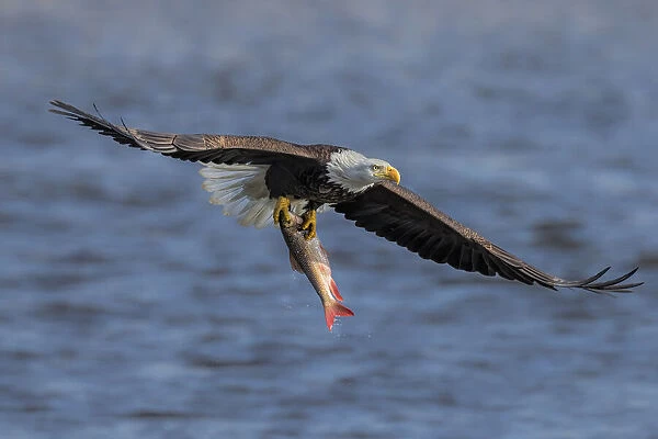 Bald Eagle Catching Fish