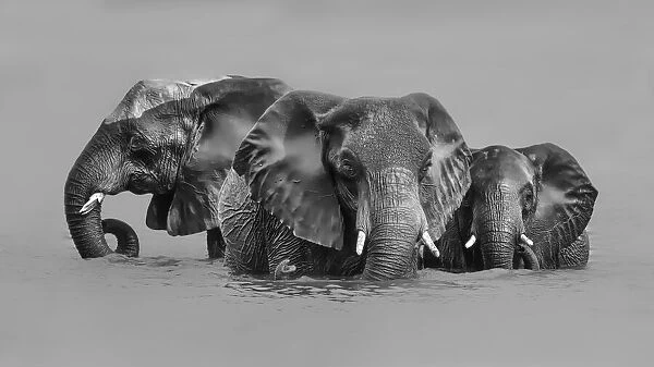 Elephant Crossing The River