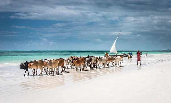 Masai cattle on Zanzibar beach