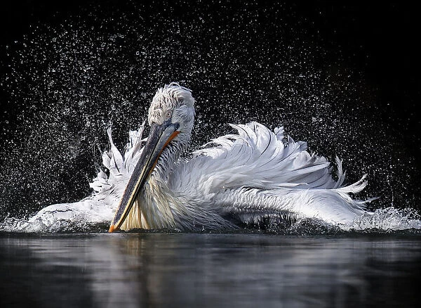 Pelican. C.S. Tjandra