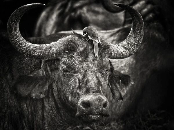 Red-billed Oxpecker and the Buffalo