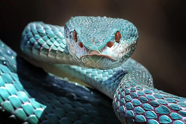 Sharp Look of Blue Insularis Viper Snake