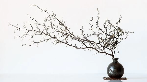 Vase And Branch