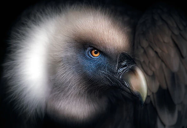 Vulture Look
