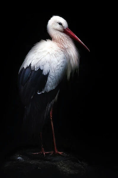 White stork portrait