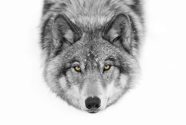 Yellow eyes - Timber Wolf