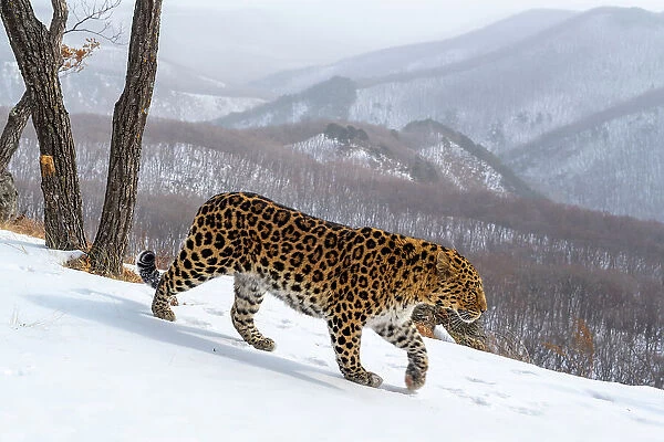 Amur leopard (Panthera pardus orientalis) walking down mountain slope, Land of the Leopard National Park, Russian Far East. Critically endangered. Taken with remote camera. January