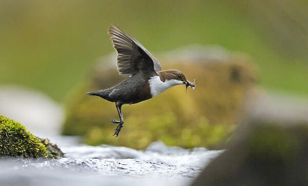 Dipper (Cinclus cinclus) flying low over fast flowing river, carrying prey in beack, for chicks
