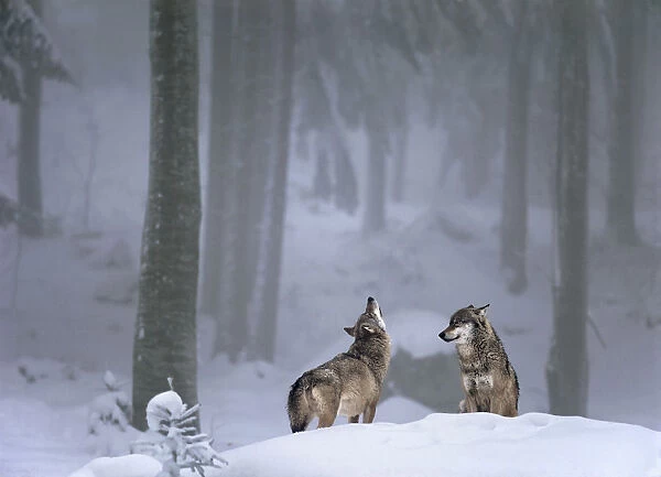 Two European Grey wolves (Canis lupus) one howling, in snow, captive, Bayerisch National Park