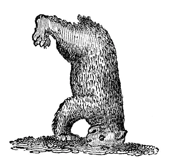 A bear standing on his head, 14th century, (1833)