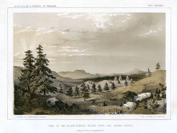 The Black Forest Mount Hope and Sierra Prieta, USA, 1856. Artist: E Stout