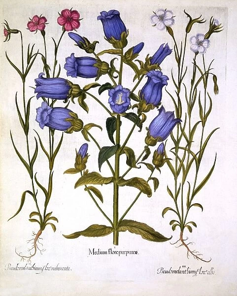 Canterbury Bells, and Corn Cockles, from Hortus Eystettensis, by Basil Besler (1561-1629), pub