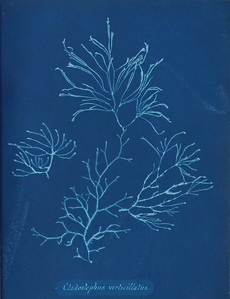 Cladostephus verticillatus, ca. 1853. Creator: Anna Atkins