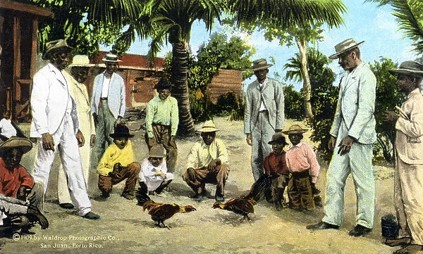 A cock fight, Puerto Rico, 1909