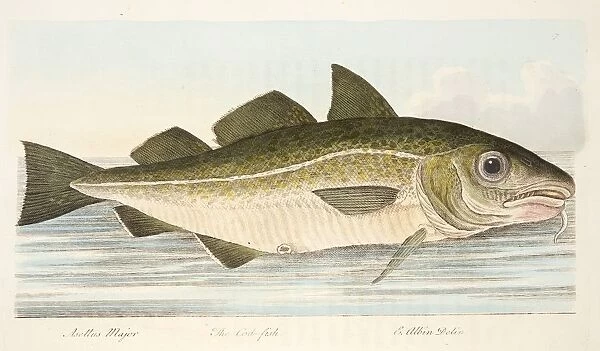 The Cod Fish, from A Treatise on Fish and Fish-ponds, pub. 1832 (hand coloured engraving)
