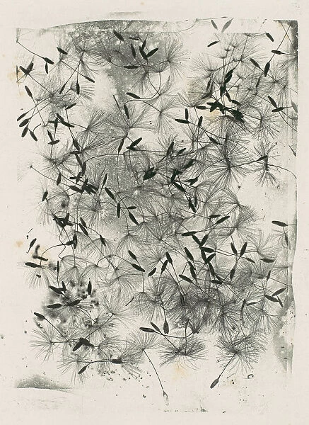[Dandelion Seeds], 1858 or later. 1858 or later. Creator: William Henry Fox Talbot