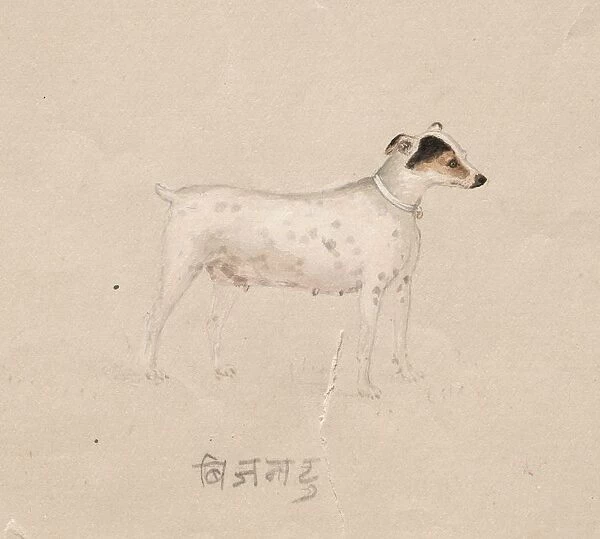 Dog, 1800s. Creator: Unknown