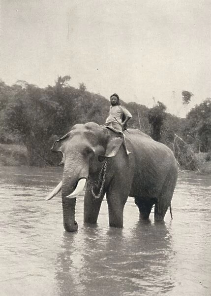 Elefant mit Kornak (In der Mahavaliganga), 1926