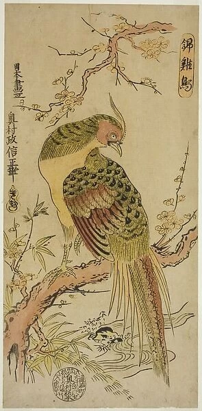 Golden Pheasant (Kinkeicho), c. 1720  /  25. Creator: Okumura Masanobu