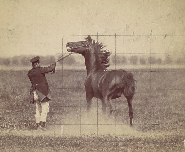 Horse, 1884. Creator: Ottomar Anschütz