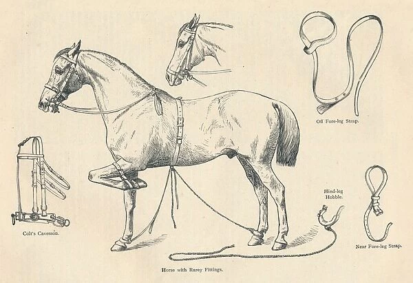 Horse with Rarey fittings, c1905 (c1910)