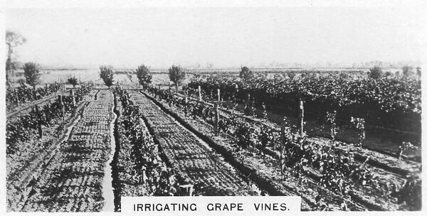 Irrigating grape vines, Australia, 1928
