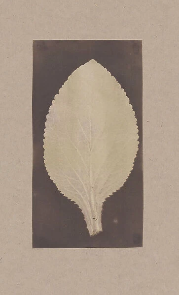 Leaf of the Foxglove, 1839. Creator: Unknown