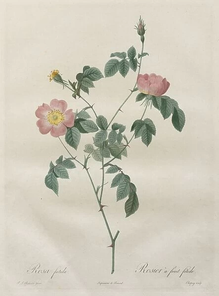 Les Roses: Rosa indica, 1817-1824. Creator: Henry Joseph Redoute (French, 1766-1853)