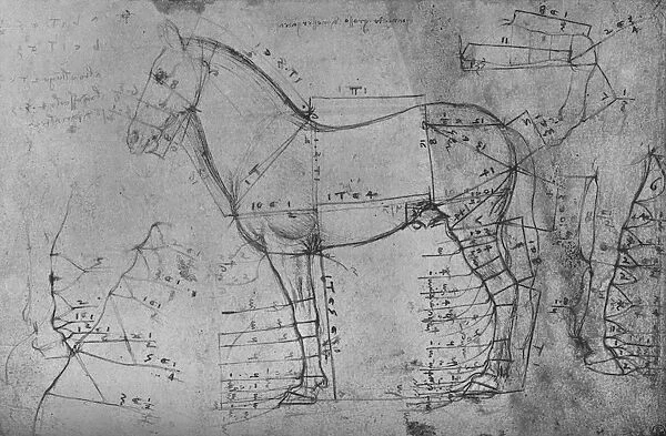 Measured Drawing of a Horse in Profile to the Left, c1480 (1945). Artist: Leonardo da Vinci