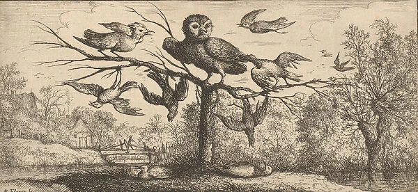 Monedula, Chouette (The Owl): Livre d Oyseaux (Book of Birds), 1655-1660