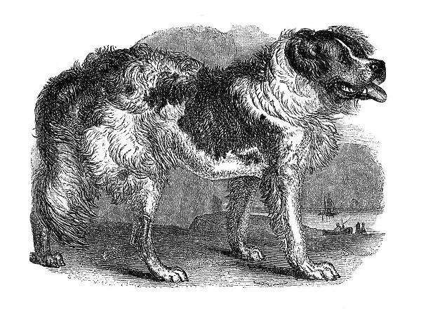 Newfoundland dog, 1848