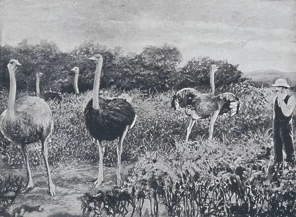 Ostriches, 1924