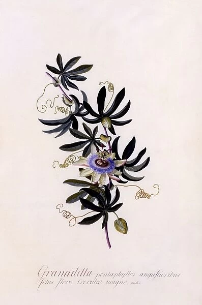 Passiflora Granadilla, c. 1745 (hand coloured engraving)
